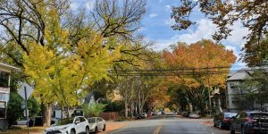 Leaves changing color in Sacramento in Fall 2022